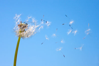Tips for Allergy Season: Products for Spring 2025